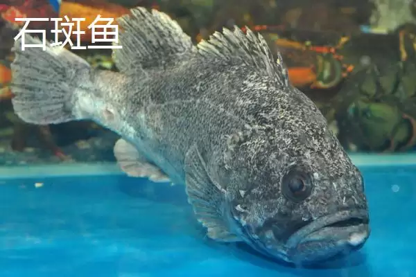 图片[7]-海水鱼养殖福音：大黄鱼和海鲈鱼等好养鱼种介绍-会东网