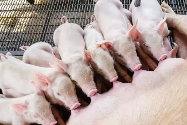 母猪正常一胎能生几只小猪呢,母猪正常一胎通常可产下 10-14 只幼仔插图2