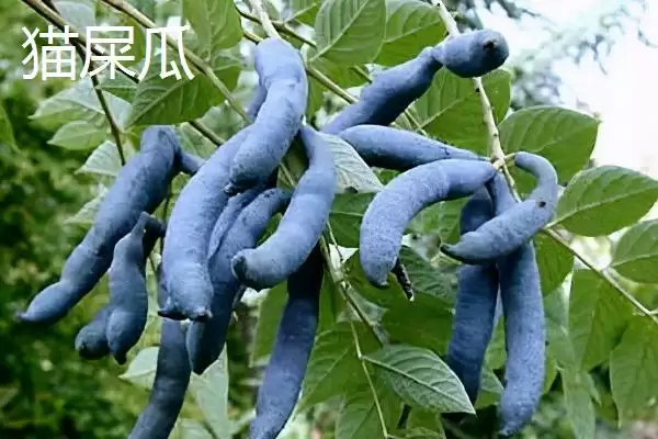 图片[4]-水果种植新宠：羊奶果当年种次年收的致富经-会东网