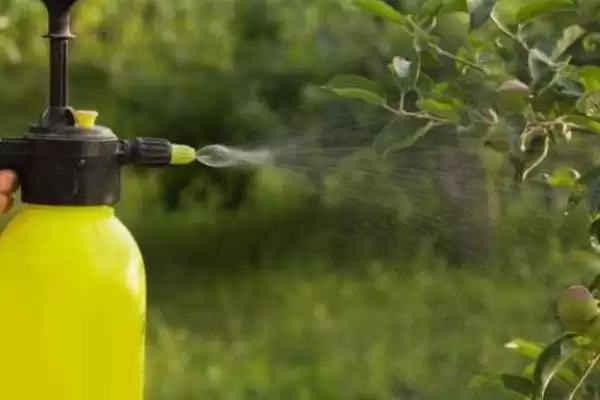 金钱木侧芽的繁殖方式 ,金钱木侧芽常采用什么方式繁殖插图3