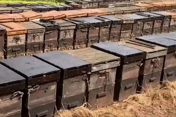 图片[4]-新手养蜂如何避免蜂群逃跑，使用无异味的蜂箱可让蜂群安定-会东网