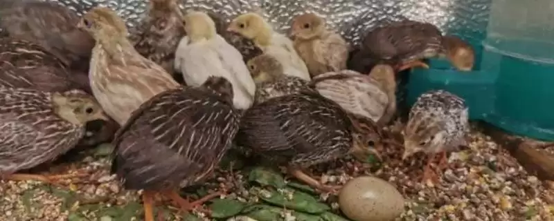 芦丁鸡在繁殖期每天都会产蛋吗 ,芦丁鸡每日产蛋情况如何-会东网