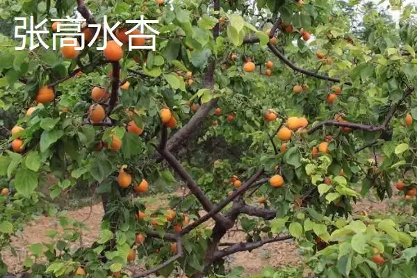 了解山东惠民县特产的方法和重点？探寻惠民县特产要做好哪些细节？插图1