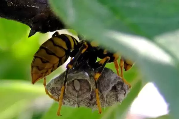 人头蜂的毒性大不大，具有极强的毒性容易致死插图2