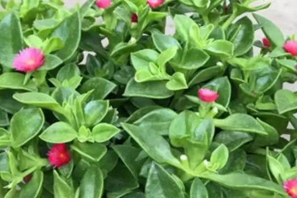 牡丹吊兰的养护方式是怎样的呢,牡丹吊兰养护可放于有充足散射光位置插图2 牡丹吊兰的养护方式是怎样的呢,牡丹吊兰养护可放于有充足散射光位置插图2