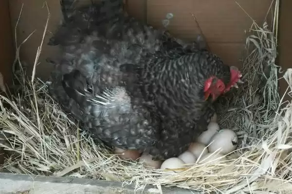 让母鸡快速抱窝的方法和重点？养鸡要做好哪些繁育管理策略？插图2