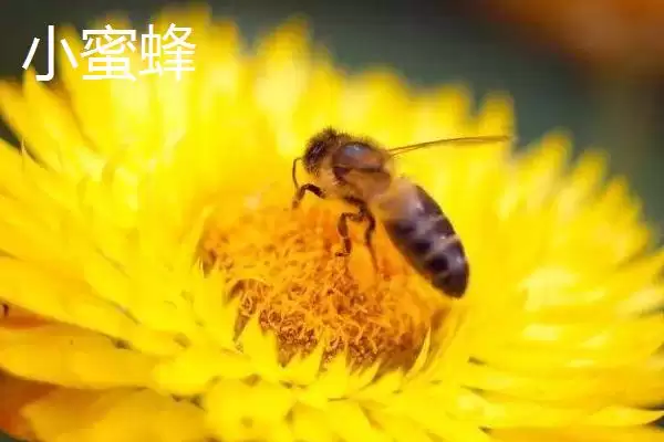 图片[2]-小蜜蜂和大蜜蜂有什么区别，体型是最大不同-会东网