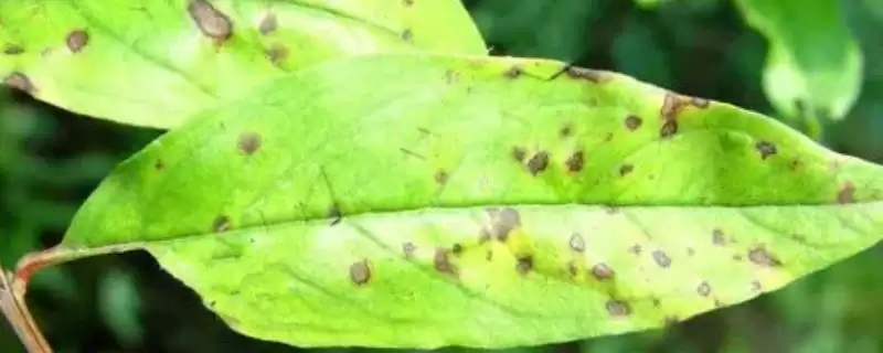 石榴黑斑病的症状？了解石榴黑斑病症状要知晓哪些关键的病害表现？-会东网