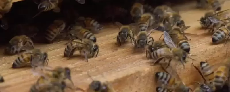 急造王台会不会自然分蜂,二者没有必然联系插图 急造王台会不会自然分蜂,二者没有必然联系插图