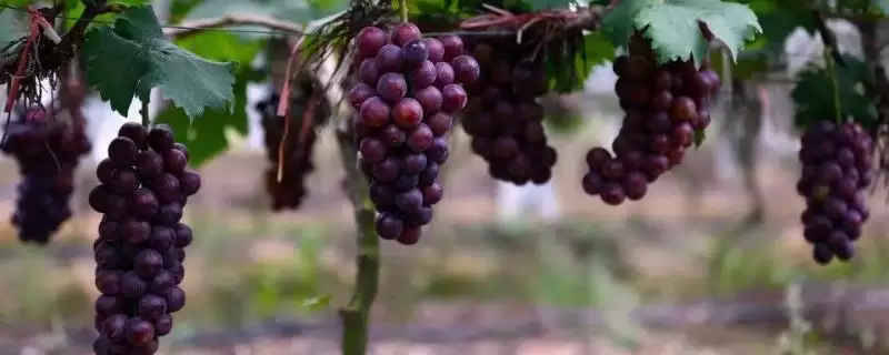 葡萄成熟季节揭秘：南方6-7月份的丰收时刻-会东网