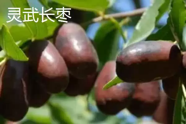 图片[2]-宁夏特产明星：灵武长枣成为中国国家地理标志产品的传奇-会东网