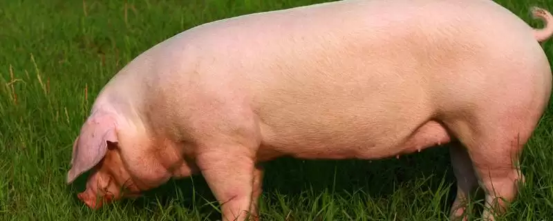 母猪子宫炎有哪些表现症状呢,母猪子宫炎分急性与慢性子宫内膜炎症状-会东网