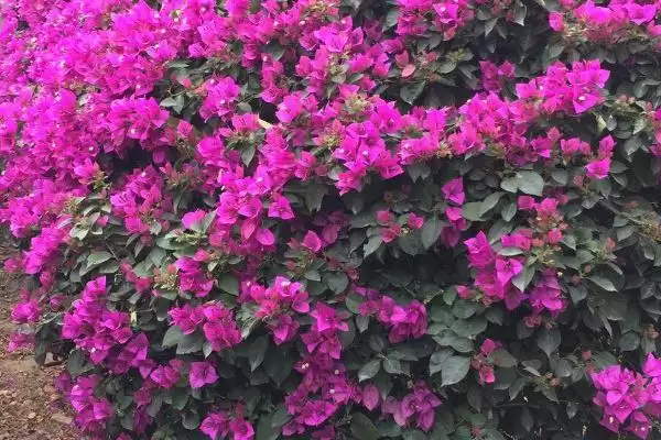 图片[5]-三角梅不开花怎么办？养护三角梅处理不开花问题要掌握哪些方法？-会东网