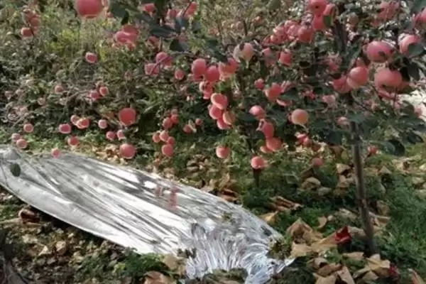 苹果脱袋后何时铺反光膜，经过2-3天即可铺膜插图3