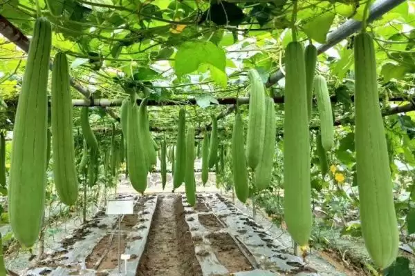 图片[2]-丝瓜高产施肥方法的方法和重点？丝瓜施肥要做好哪些细节达高产？-会东网