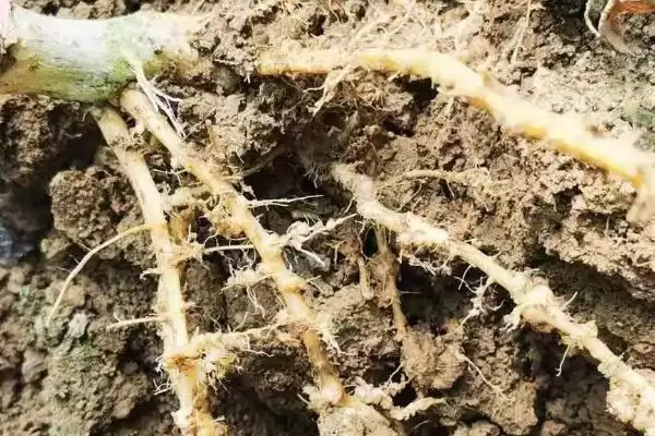 图片[3]-甜瓜根结线虫病的症状？了解甜瓜根结线虫病症状要知晓哪些病害表现要点？-会东网