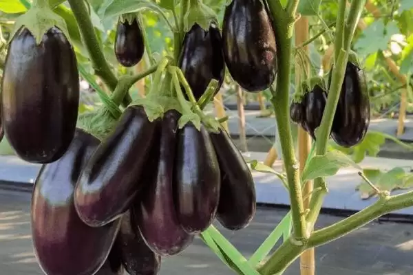 茄子苗品种大揭秘：长茄为何成为常见之选？插图2