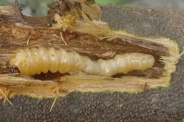 防治天牛幼虫的方法和重点？防天牛幼虫要做好哪些细节？插图2