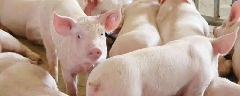 了解一只猪有多少哈拉巴的方法和重点？养猪要做好哪些猪体结构认知细节？-会东网