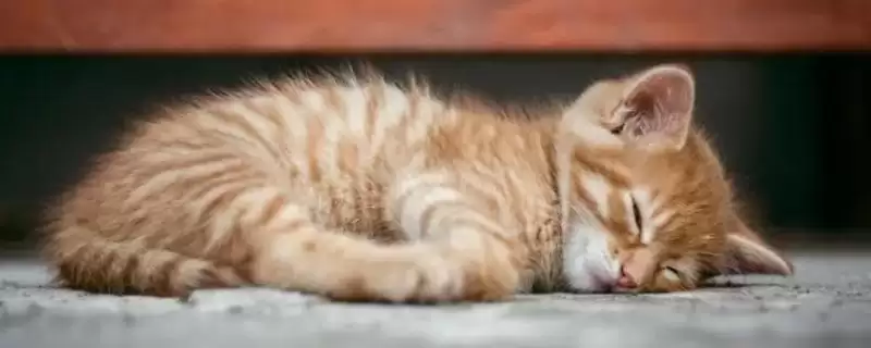 猫咪腿受伤了应该怎么处理 ,猫咪腿受伤可用碘伏消毒伤口-会东网