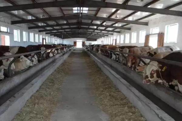 牛圈冬天保暖攻略：通风口覆盖塑料布的实用技巧插图5