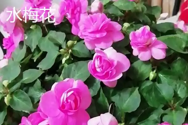 图片[3]-水梅花和凤仙花有什么区别？区分水梅花和凤仙花要关注哪些关键差异？-会东网