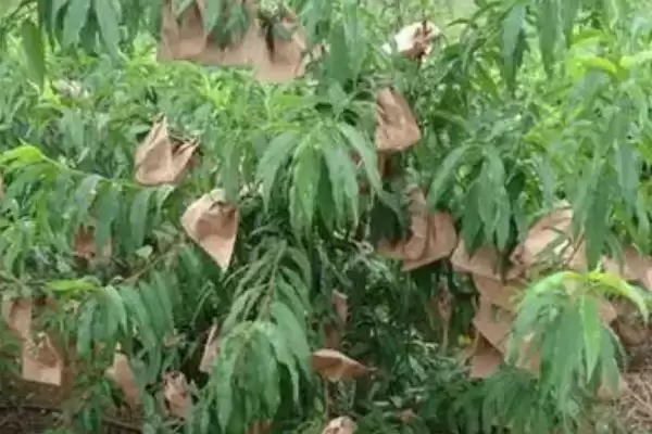 图片[4]-桃子套袋的时间？确定桃子套袋时间要考虑哪些生长周期和病虫害防治因素？-会东网