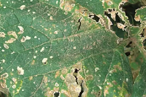 分析甜瓜叶片出现花斑原因的方法和重点?探究甜瓜叶片花斑要做好哪些细节?插图1 分析甜瓜叶片出现花斑原因的方法和重点?探究甜瓜叶片花斑要做好哪些细节?插图1