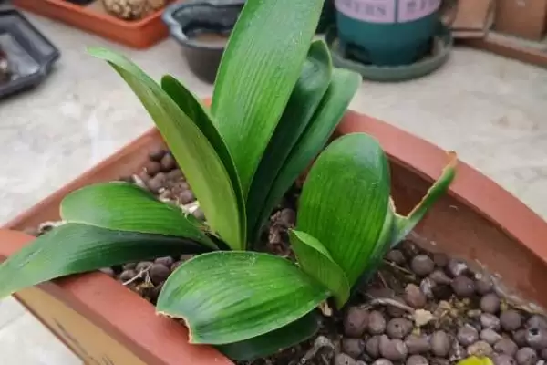 君子兰开花的叶片数量 ,君子兰长出多少片叶子可能开花呢?插图5 君子兰开花的叶片数量 ,君子兰长出多少片叶子可能开花呢?插图5