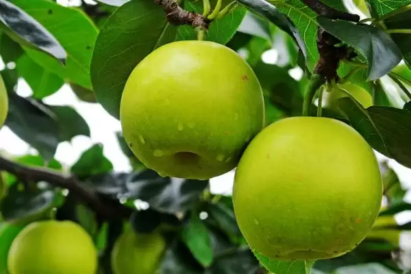 苹果梨的产地，多分布于东北、华北和西北插图1