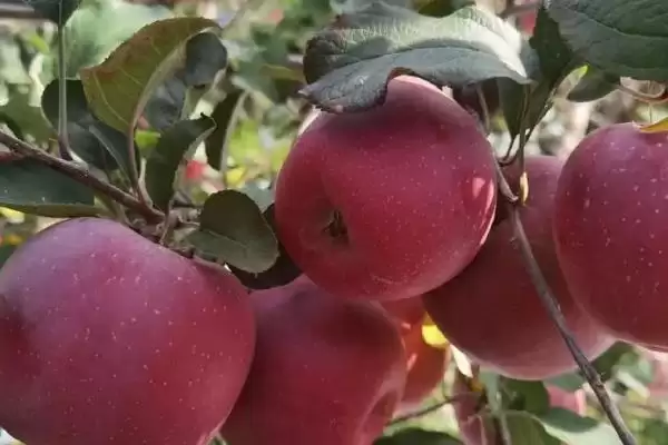 苹果树的存活时间,一般能达到50年左右插图1 苹果树的存活时间,一般能达到50年左右插图1