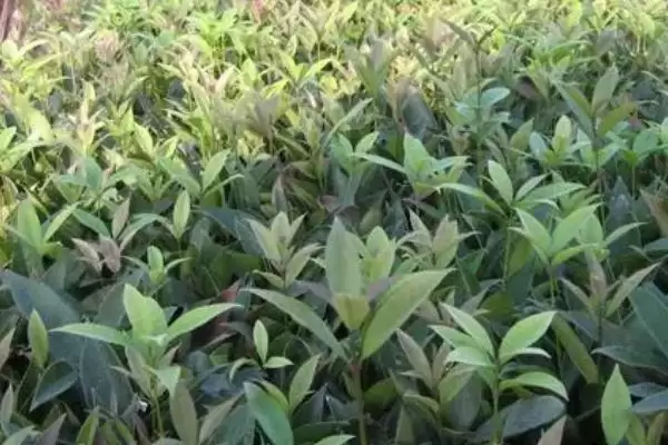 图片[2]-四季桂怎么种植？种植四季桂要遵循哪些科学的种植方法和养护要点？-会东网