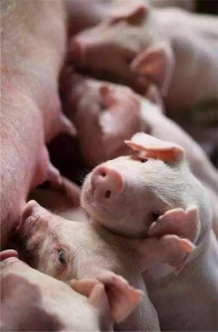 从养猪小白到“猪倌”大佬，这些技巧你必须知道！插图1