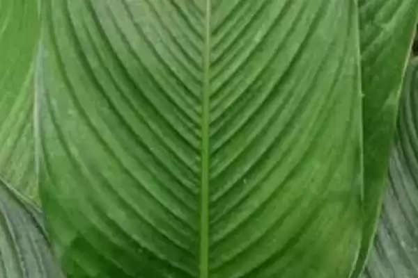 图片[5]-粽叶种类的分类和要点？了解粽叶种类需关注哪些关键内容？-会东网