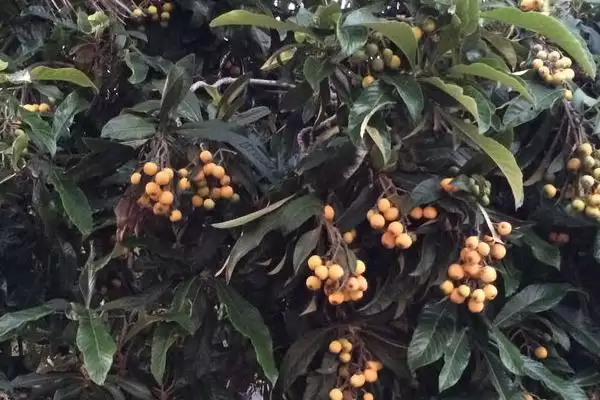 枇杷苹果密蛎蚧,刚开始为害时叶片后为害枝条插图3 枇杷苹果密蛎蚧,刚开始为害时叶片后为害枝条插图3