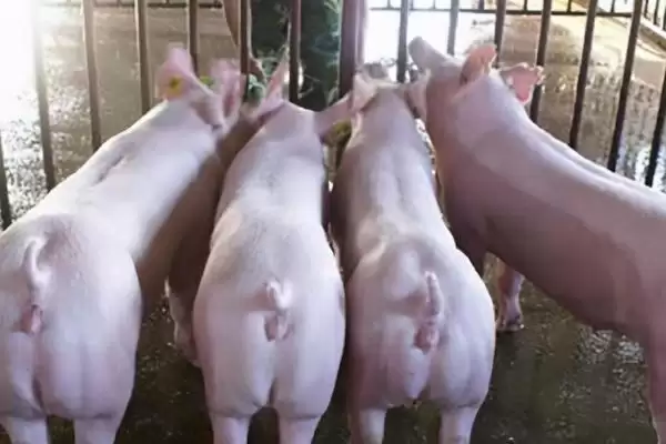 小母猪阉割作用及操作方法和重点？养猪要做好哪些阉割细节？插图2