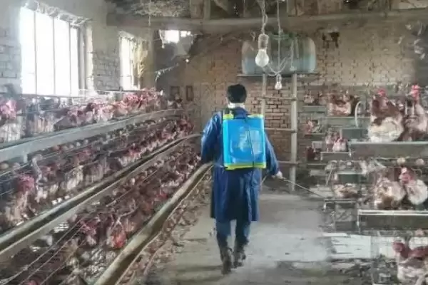 确定养鸡消毒周期的方法和重点?养鸡要做好哪些卫生防疫安排?插图1 确定养鸡消毒周期的方法和重点?养鸡要做好哪些卫生防疫安排?插图1