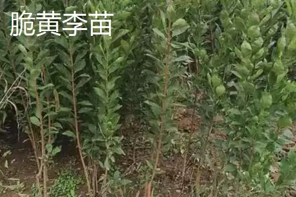 图片[5]-李子属于酸性还是碱性，属于少数酸性水果之一-会东网