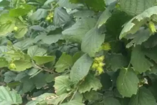 了解榛子的方法和重点？养猪与周边经济作物有哪些关联细节？插图7