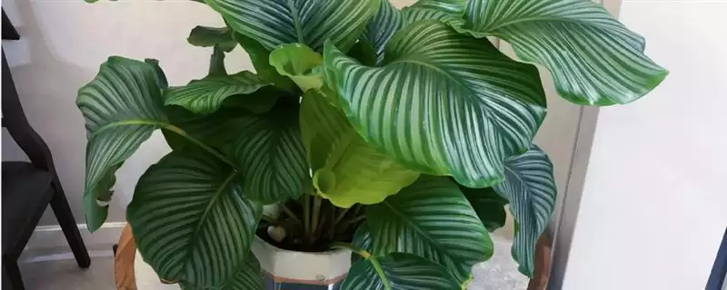 哪些耐阴的大型绿植适合放在客厅，苹果竹芋、琴叶榕、散尾葵等品种可供选择-会东网