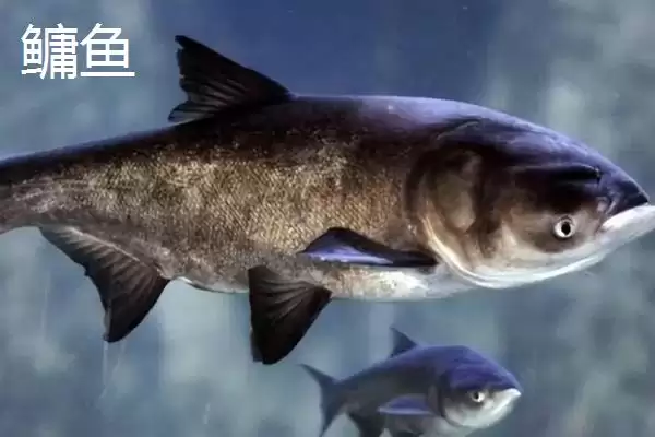 图片[10]-鲢鱼与鲢鳙的关系 ,鲢鱼为什么是鲢鳙的一种呢？-会东网