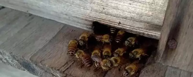 如何制止盗蜂,可分别从作盗群和被盗群入手插图 如何制止盗蜂,可分别从作盗群和被盗群入手插图