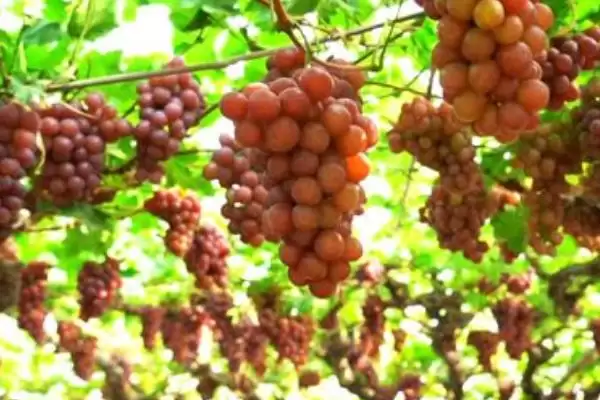 葡萄成熟期揭秘：7-10月份左右的甜蜜时刻插图2