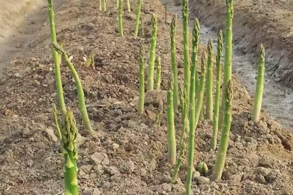 图片[5]-芦笋田的除草方法是什么 ,芦笋田如何进行除草-会东网