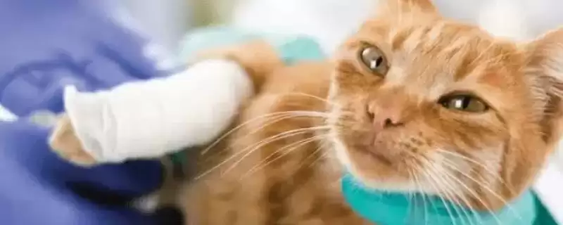 猫异常出血的原因有哪些呢 ,猫血小板异常或血管病致异常出血-会东网