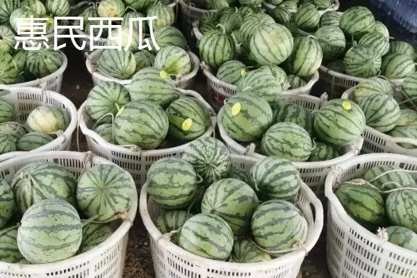 了解山东惠民县特产的方法和重点？探寻惠民县特产要做好哪些细节？插图6