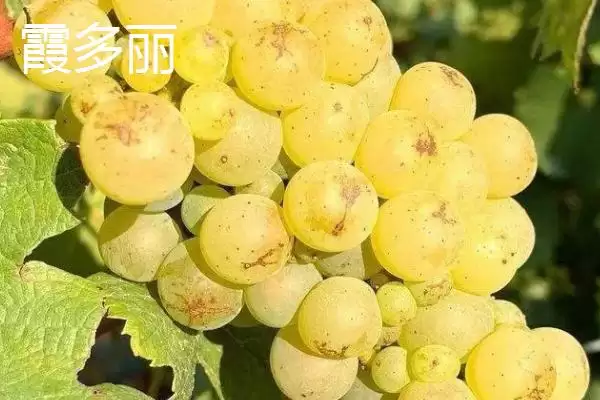 图片[9]-葡萄酒酿制全攻略：采摘后多道工序的醇香之旅-会东网