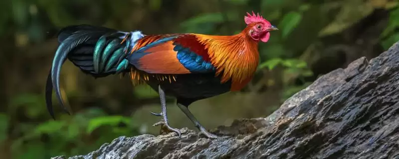 区分原鸡和野鸡的方法和重点?养鸡要做好哪些品种区分工作?-会东网