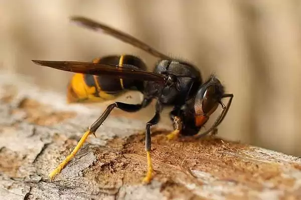 虎头蜂蛰了会死吗，被蛰者可能会有生命危险插图4