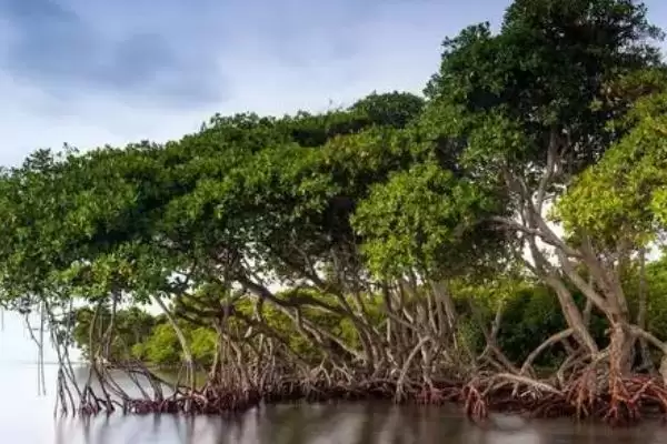 图片[3]-海上森林的奥秘：红树林为何有此美誉？-会东网